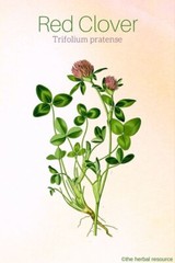 Red Clover Tincture Cleans Lymph, Balances Hormones, Purifies Blood & Heals