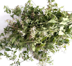 Mexican Dream Herb Calea Zacatechichi Lucid Dream Herbal Planting Fresh Seeds