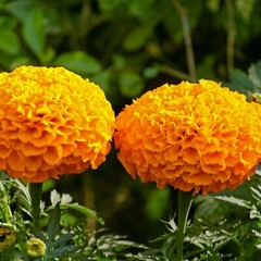 Calendula Marigold Cut & Sifted Organic Dry Herb Natural 28.3g 1 OZ Orange