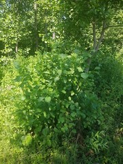 Black Alder (Alnus glutinosa) 1:100 potency resin extract