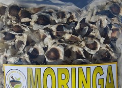 Moringa, Organic moringa Oleifera,Premium moringa seeds, semillas de moringa 4oz