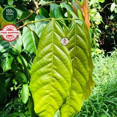 Organic Cocoa Leaf Powder 100% Pure Natural Herbal Supplement 25g to 500g Cacao