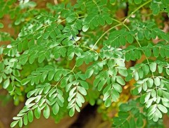 Moringa, Organic moringa Oleifera,Premium moringa seeds, semillas de moringa