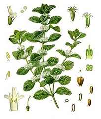 Horehound Extract – Pure Horehound Tincture – Easy Liquid Drops – USA