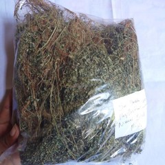 70g Phyllanthus Niruri Chanca Piedra Stone Breaker Pure Dried Herb Gale of Wind