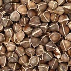Moringa Seeds for Planting | Non-GMO | Fast growing tree seeds