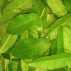100% Organic Natural Dried Guava Leaves (125 leaves) Tea Hojas de Guayaba
