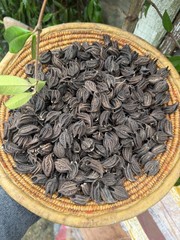 Martynia Annua, Griffe De Lion /lion Claw’s Seed (20 Claws in Pack)