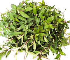 Dried Osbeckia Octandra Melastomatacea Ayurvedic Fatty Liver Cirrhosis Medicine