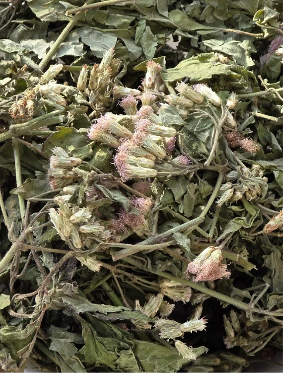 Mexican Dream Herb- Calea zacatechichi