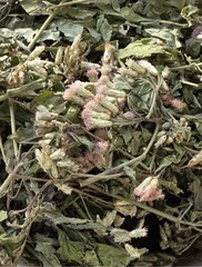 Mexican Dream Herb- Calea zacatechichi