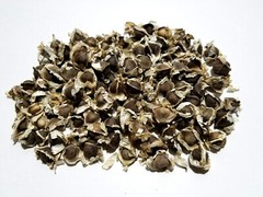 Moringa Oleifera Seeds (Semillas Moringa) WT: 1 Lb, 2 Lbs, 5 Lbs, 10 LBS