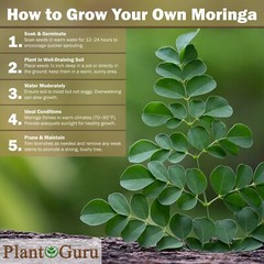 Moringa Oleifera Seeds WINGLESS Fresh Organic Semillas de Moringa Bulk Wholesale