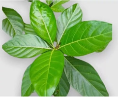 80g Natural Dried Noni Leaves Powder Ahu Morinda Citrifolia Organic Fruit Herb