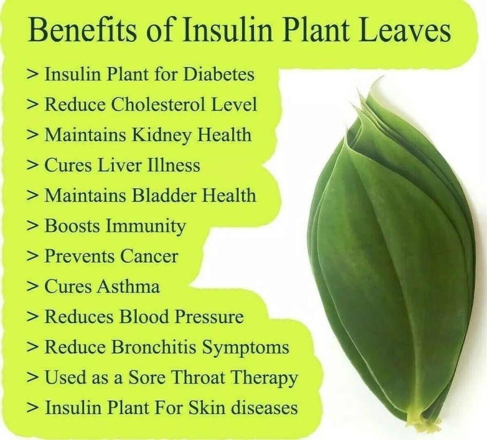 Dried Insulin Plant Leaf Thebu Costus Igneus Organic Natural 100g