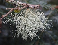 Usnea Tincture Clears Infections, Open Airways & Congestion, STDs & VD symptom