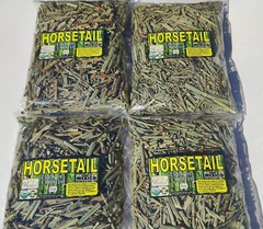 Horsetail,Shavegrass,Shave grass ,Field horsetail,Common horse tail,Equisetum !!