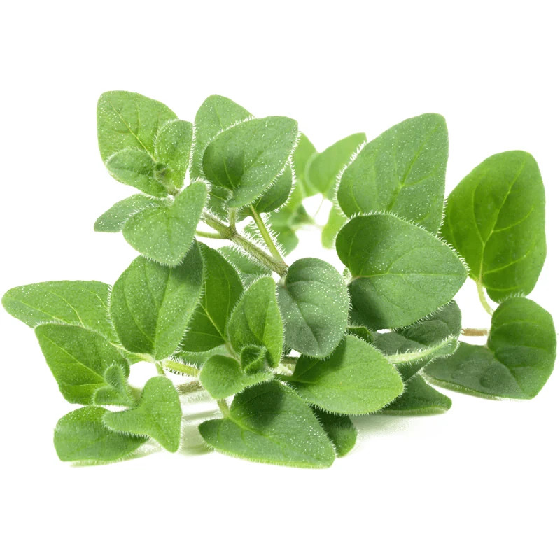 2 oz HILLBILLY’S OREGANO Extract TINCTURE /w dropper