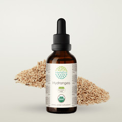 HerbEra Hydrangea Alcohol-FREE Tincture, Organic (Hydrangea arborescens)