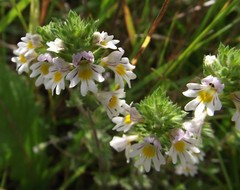 EYEBRIGHT Tincture anti-inflammatory astringent ~ Herbal Folk Remedy Extract