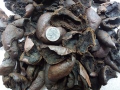 Organic Black Walnut Hull Dried Cut ~ Juglans Nigra ~ 100% Premium 8 ounces/8 oz
