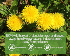 Premium Dandelion Leaf & Root Tea,100 Tea Bags/7.06Oz,For Liver & Kidney Health