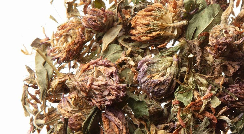 WHOLESALE!! RED CLOVER TOPS BLOSSOMS WHOLE DRIED BULK TEA NON-GMO-1,2,3,4,5 LBS