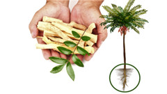 1 oz. Tongkat 200:1 Root Extract Powder High Quality 1 Day Free Shipping.