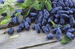 50 Seeds Blueberry Lonicera Caerulea Fruit Home Garden Plant Haskap Honeyberry