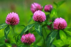 RED CLOVER Tincture Anti-inflammatory Cough Folk Remedy Extract Wildcraft USA