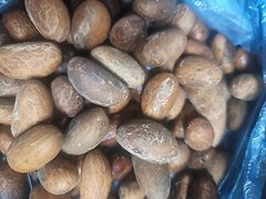 Organic African Bitter Kola (Garcinia Kola) 12Pics — USA SELLER
