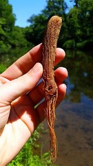 Red Panax Ginseng Root | 6 year Whole root | Ships from USA | Korean Red Ginseng