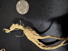 Dry Wild American Ginseng. 1/10 Lb. W/ Certificate. 17 Roots Total. 2025 Harvest