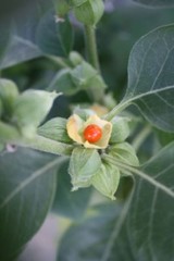ASHWAGANDHA ROOT Extract Adaptogen Balance Weightloss Organic Folk Tincture ~