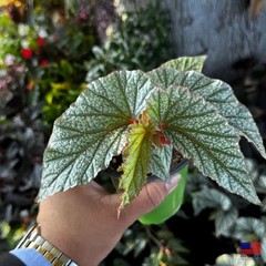 Begonia Frosty Don Miller Hybrid Rare Live Plant 4″ Pot FREE SHIPPING