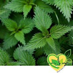 Stinging Nettle Leaf Herb Cut & Sifted Certified Kosher Natural Organic 28.3g