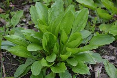 2 oz HILLBILLY’S Plantain Leaf Extract TINCTURE /w dropper