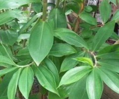 100% Natural Organic Insulin Plant (Costus Igneus) | Healthy & Herbal 100g