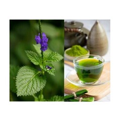 Blue Vervain Herb Leaves Powder Tea Porterweed stachytarpheta-jamaicensis 25g