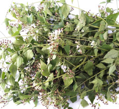 Mexican Dream Herb Calea Zacatechichi Lucid Dream Herbal Planting Fresh Seeds