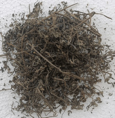 Pure Bhringraj [Eclipta alba] for Hair Re-Growth & Damage Control FREE SHIPPING
