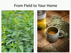 Stinging Nettle Leaf – Cut & Sifted – Urtica Dioica – Loose Bulk Herb