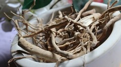 Wild Hydrangea Root – Whole Roots, 2025 Appalachian Mountains Wild Harvest
