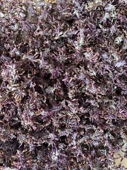 1 Lb. (16 oz.) Indian Warrior Herb (Pedicularis Densiflora) Wildharvested USA