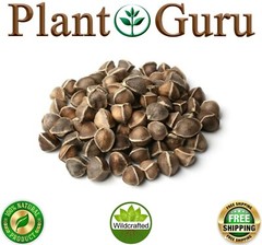 Moringa Oleifera Seeds WINGLESS Fresh Organic Semillas de Moringa Bulk Wholesale