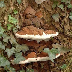 Artist’s Bracket Mushroom Tincture, Wild Organic Ganoderma Applanatum Mushroom