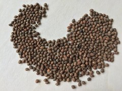 Rivea Corymbosa, Bulk All Natural Viable Untreated Seeds ~ Schmerbals Herbals