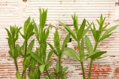 Pure Herbs: Cleavers- 1 oz.