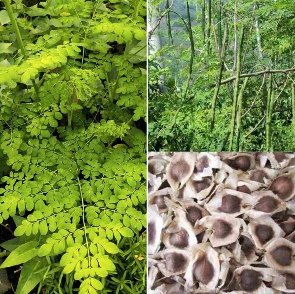 1 lb (1,600+) Moringa Seeds for Planting | Non-GMO | Imported from India FRESH