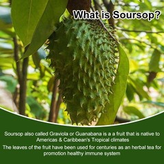 Soursop Graviola Capsules – Digestive, Immune & Respiratory Support, 120ct